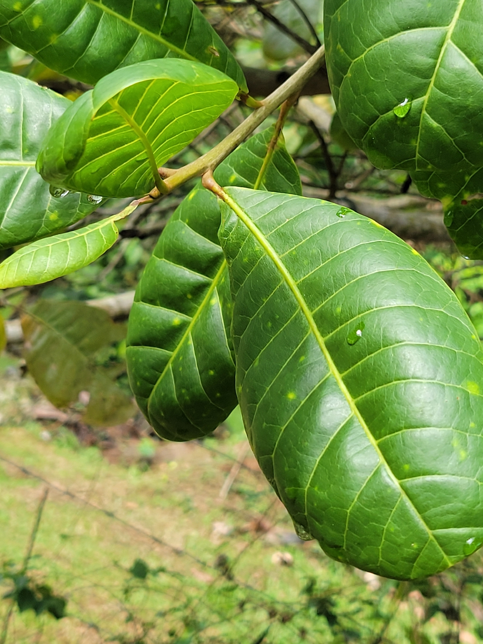 Cajueiro Amarelo