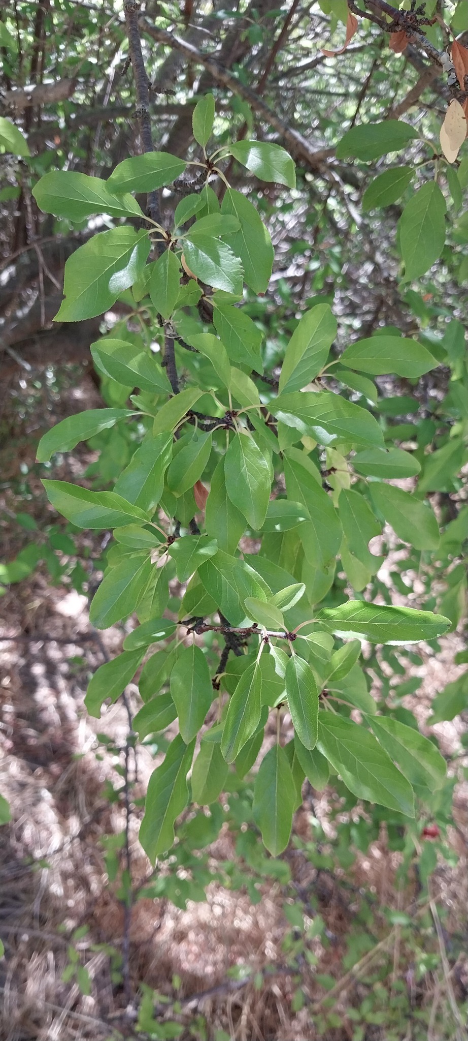 Ameixeira Preta Nacional