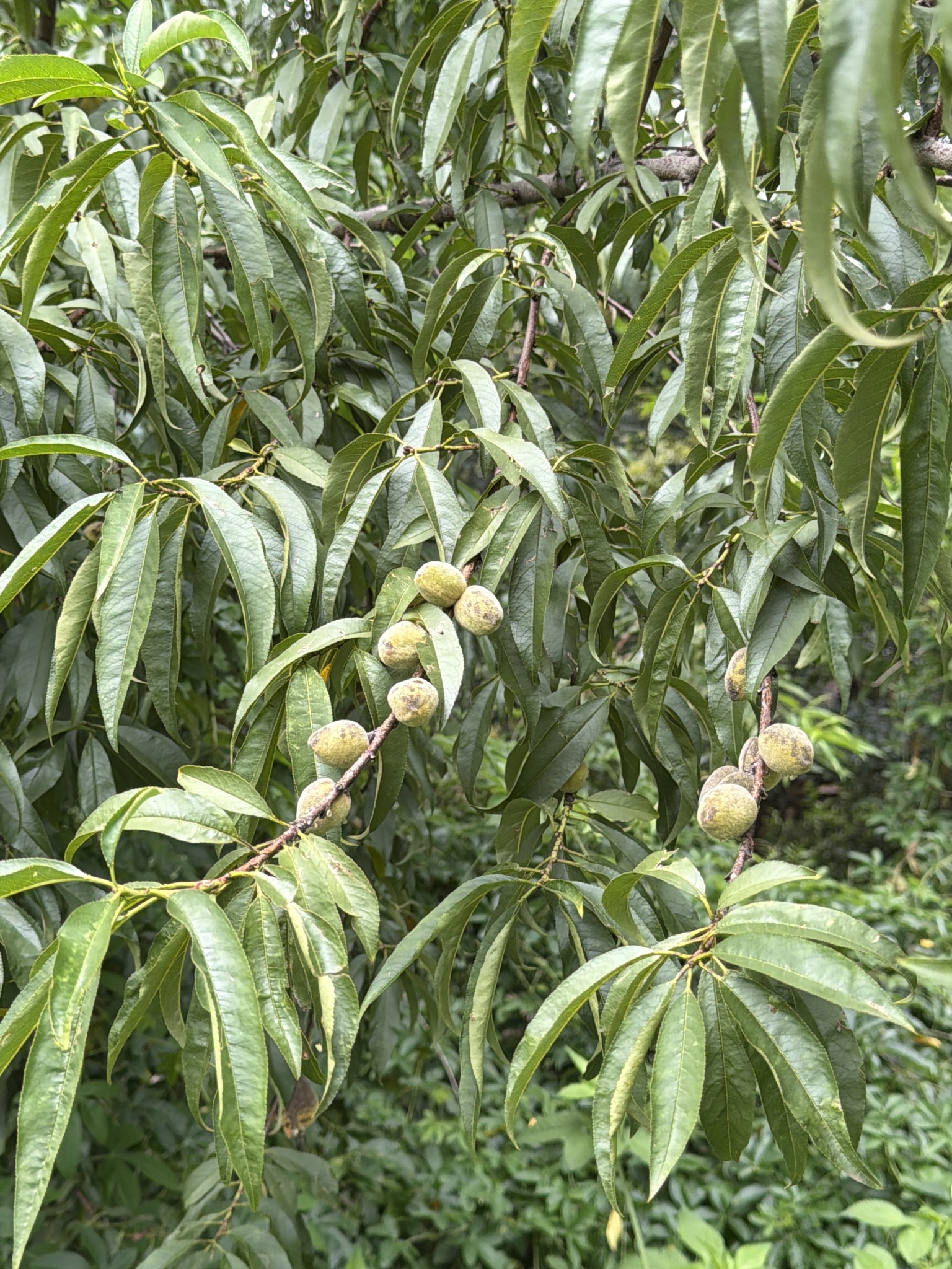 Nectarina Rubra