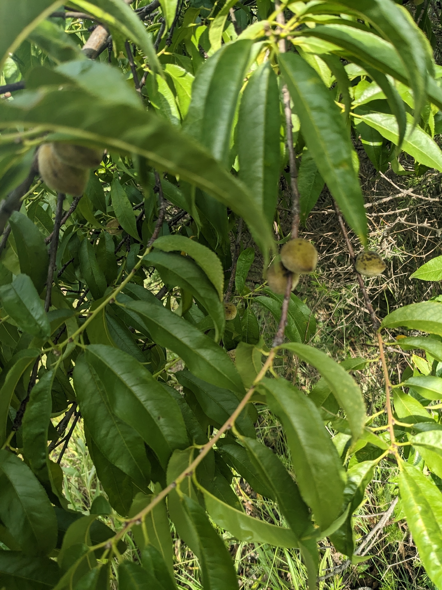 Nectarina Rubra