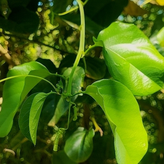 Maracujazeiro Doce