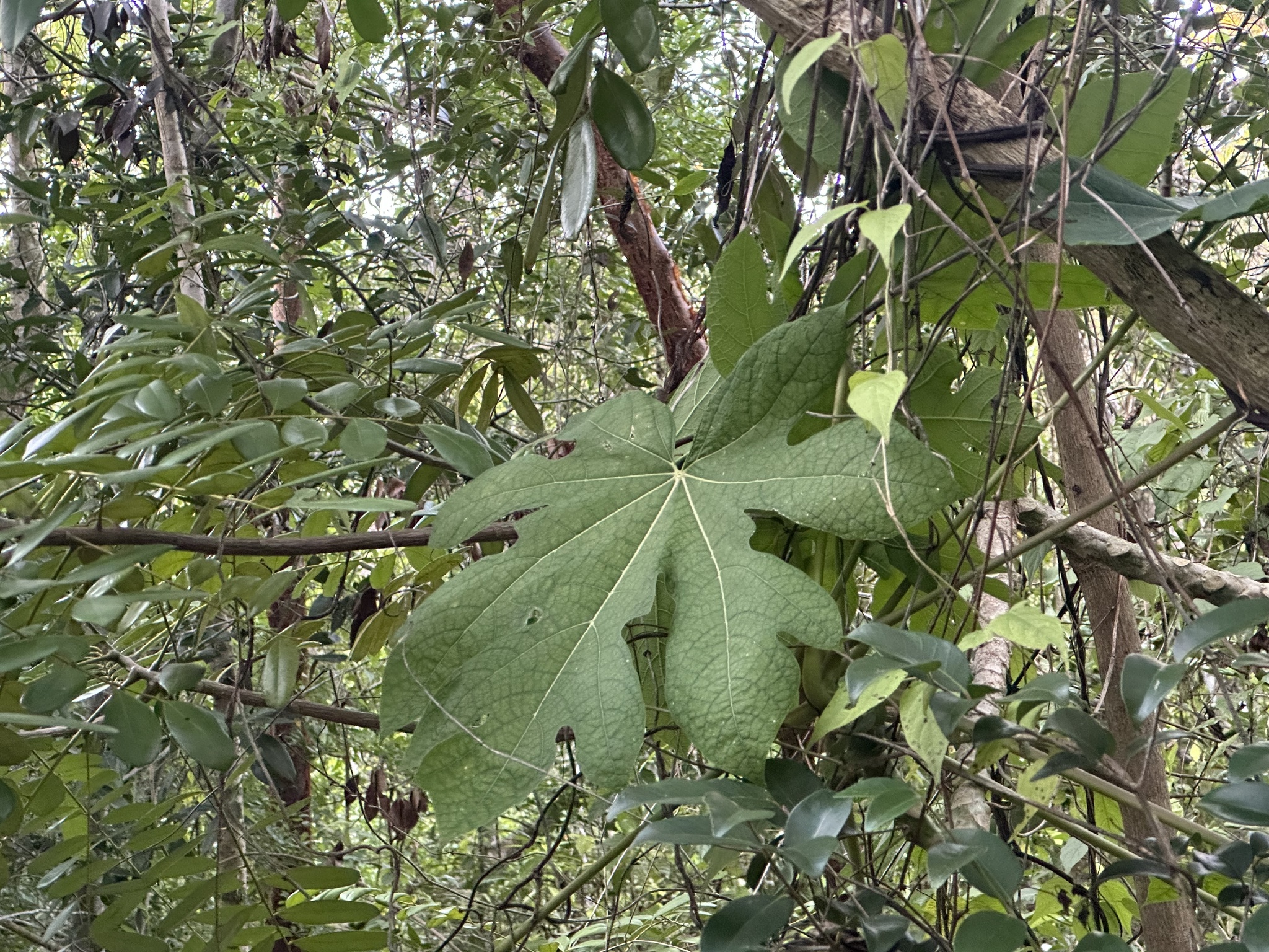Mamaoeiro da Terra