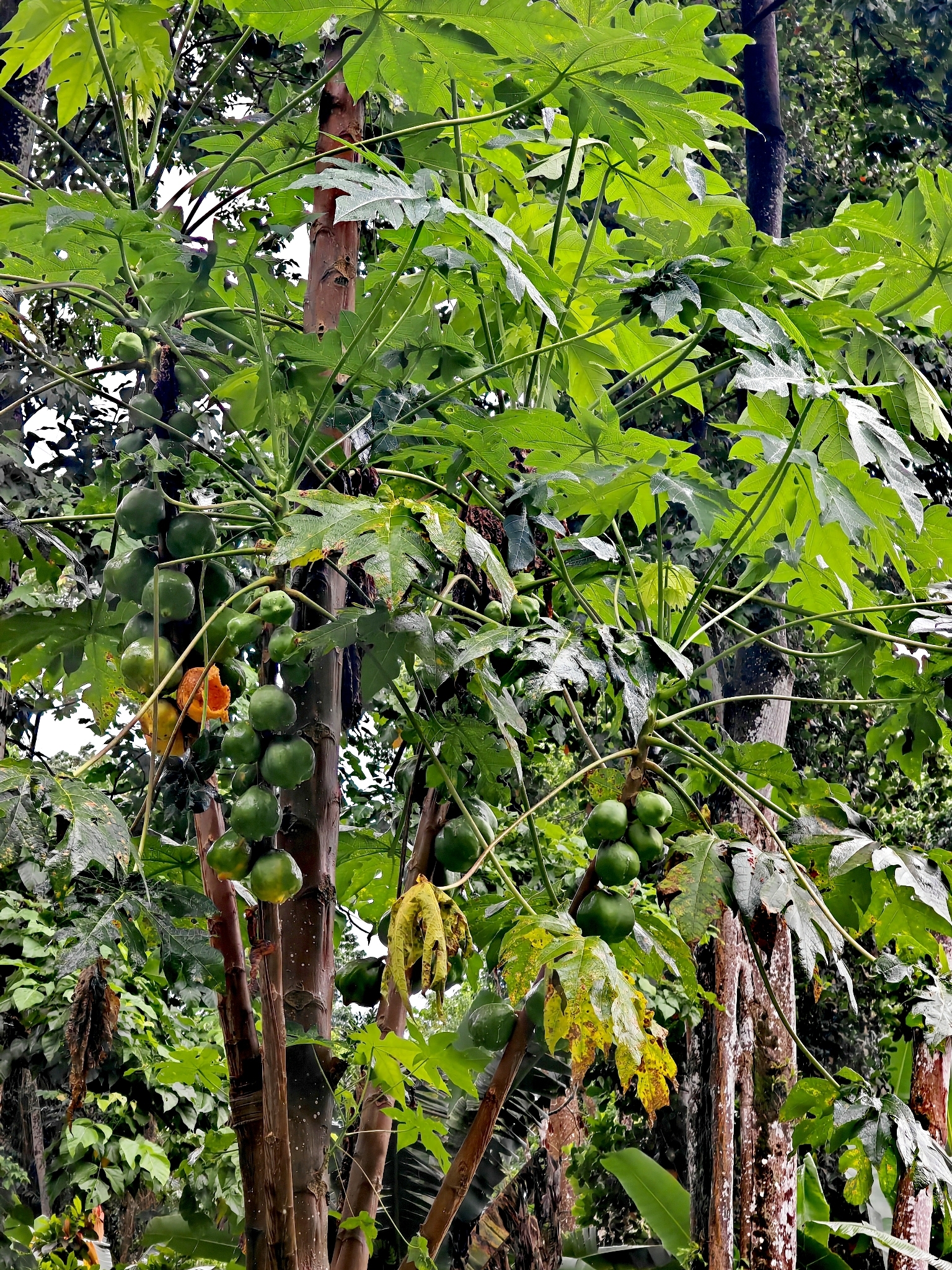 Mamaoeiro da Terra