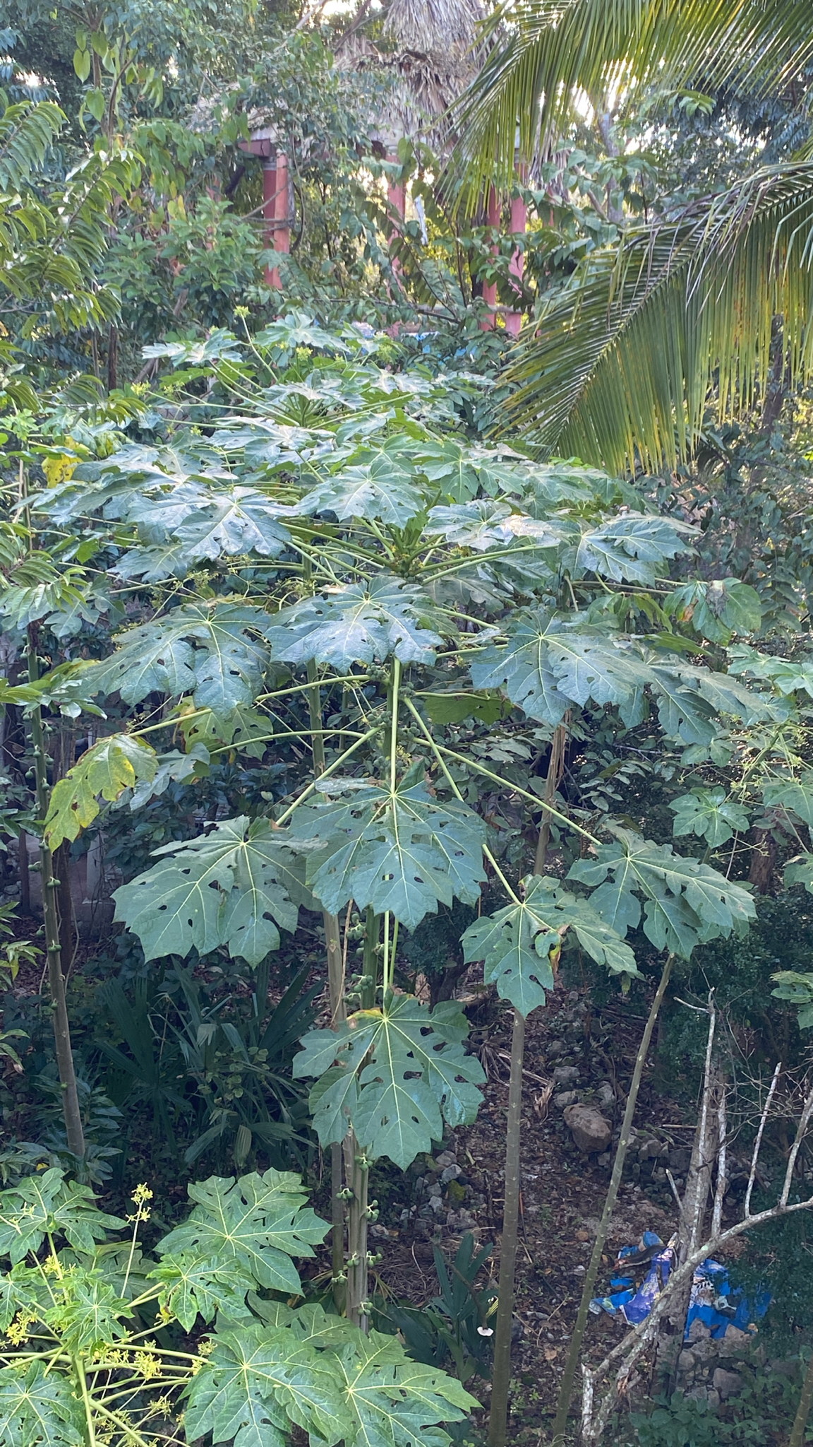 Mamaoeiro da Terra