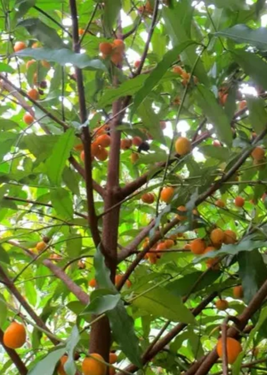 Achachairu