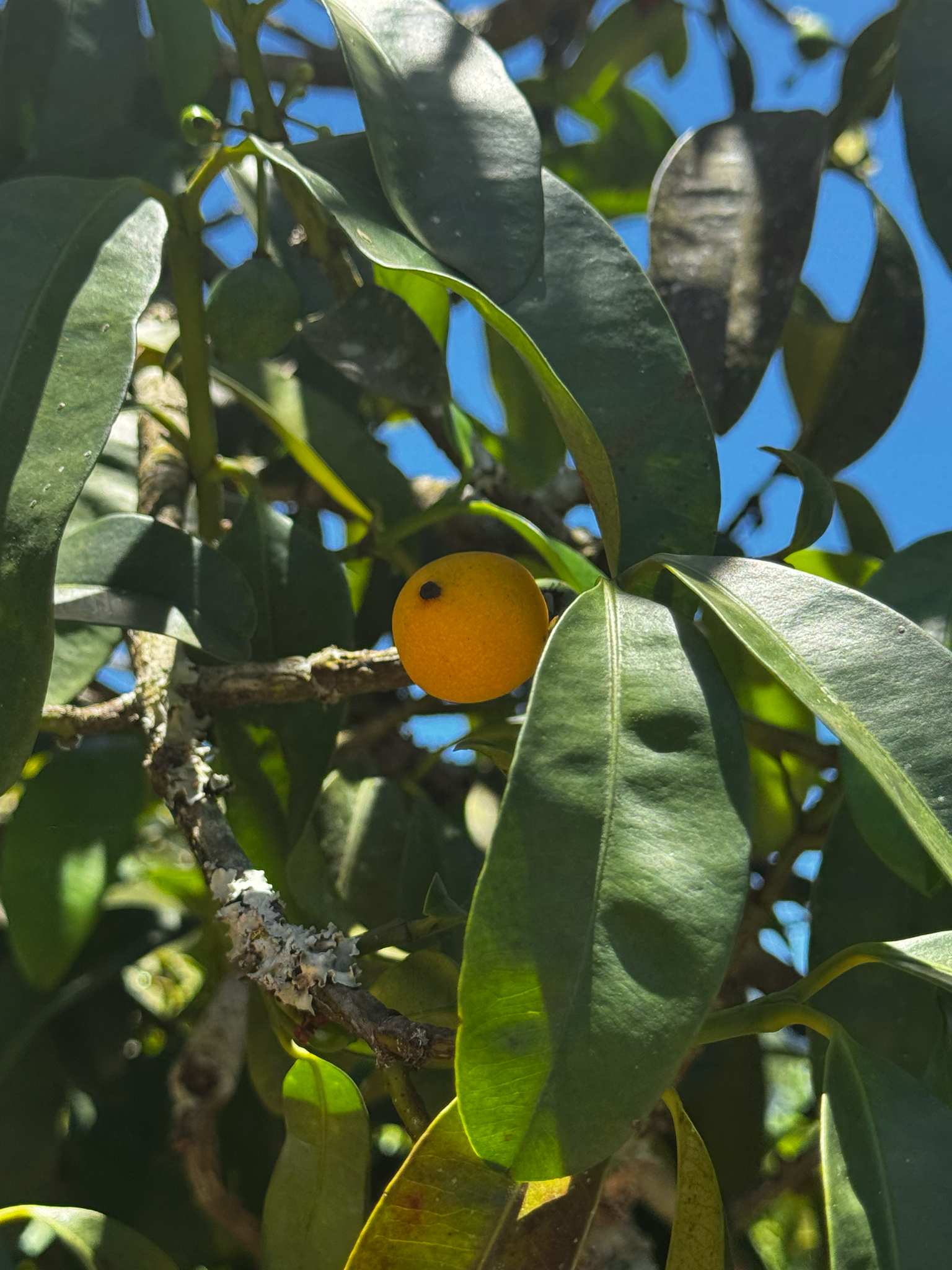 Bacupari do Campo
