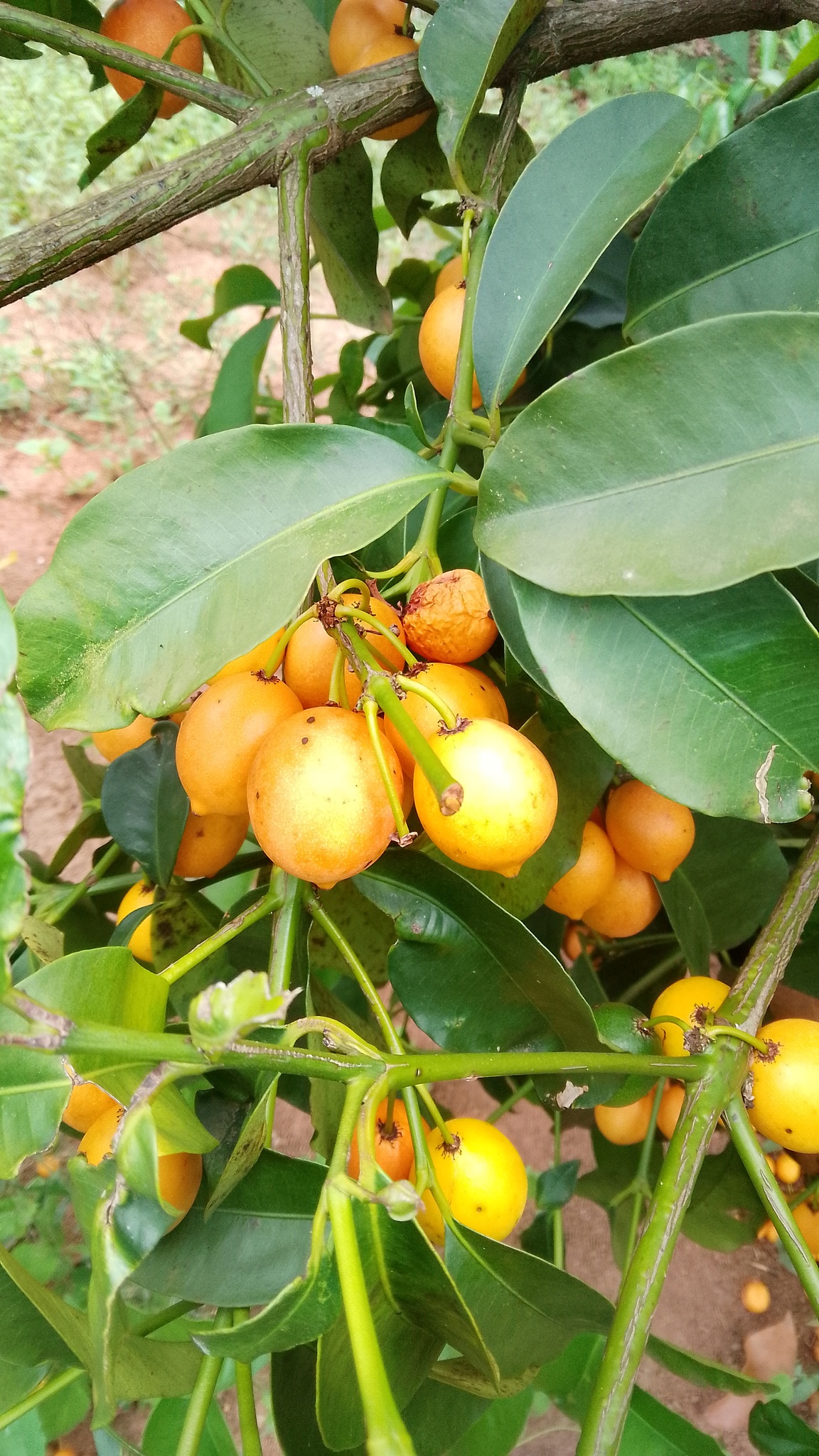Bacupari do Campo