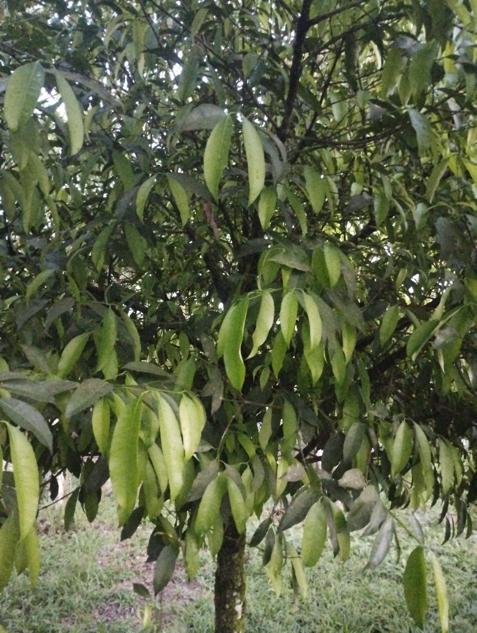 Bacupari do Campo