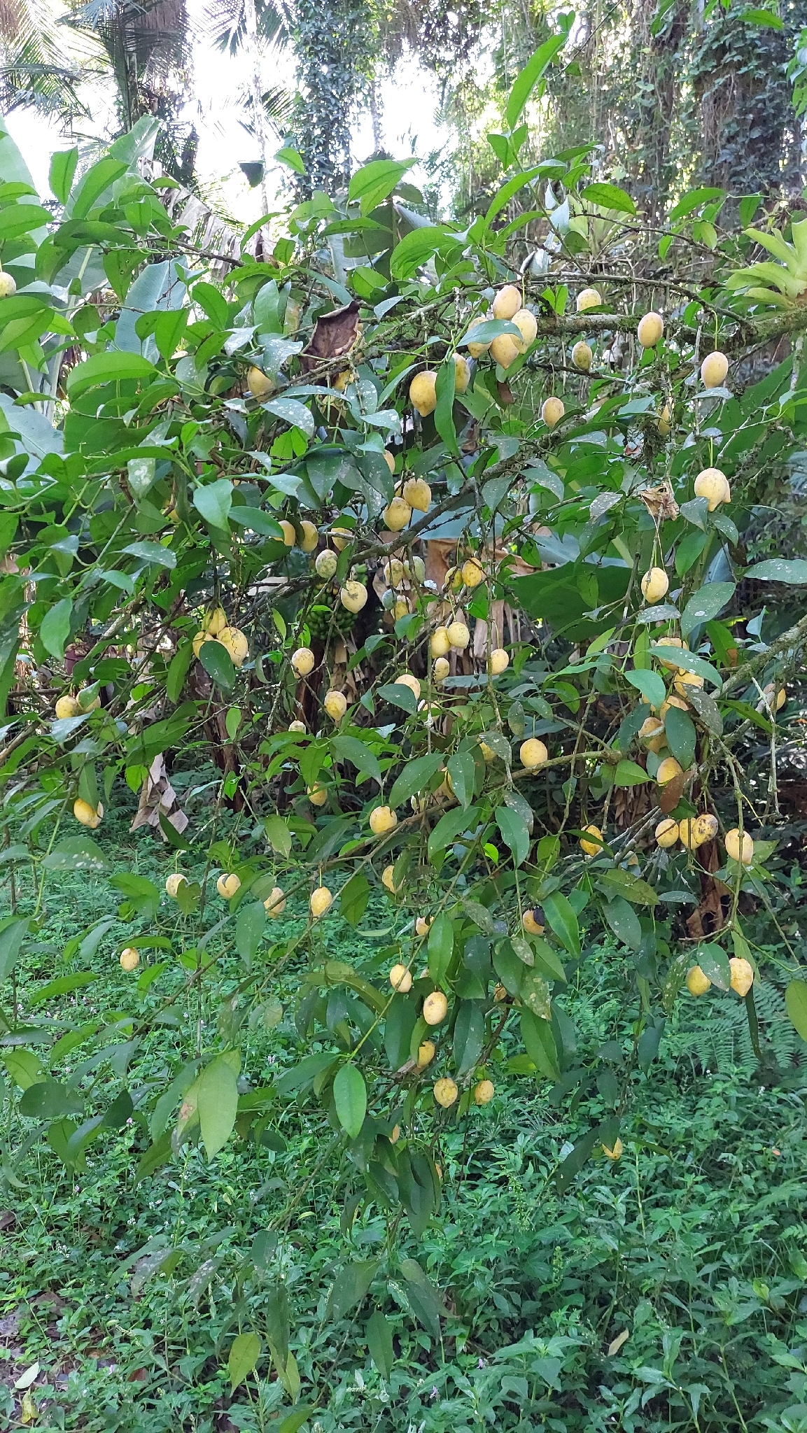 Bacupari do Campo