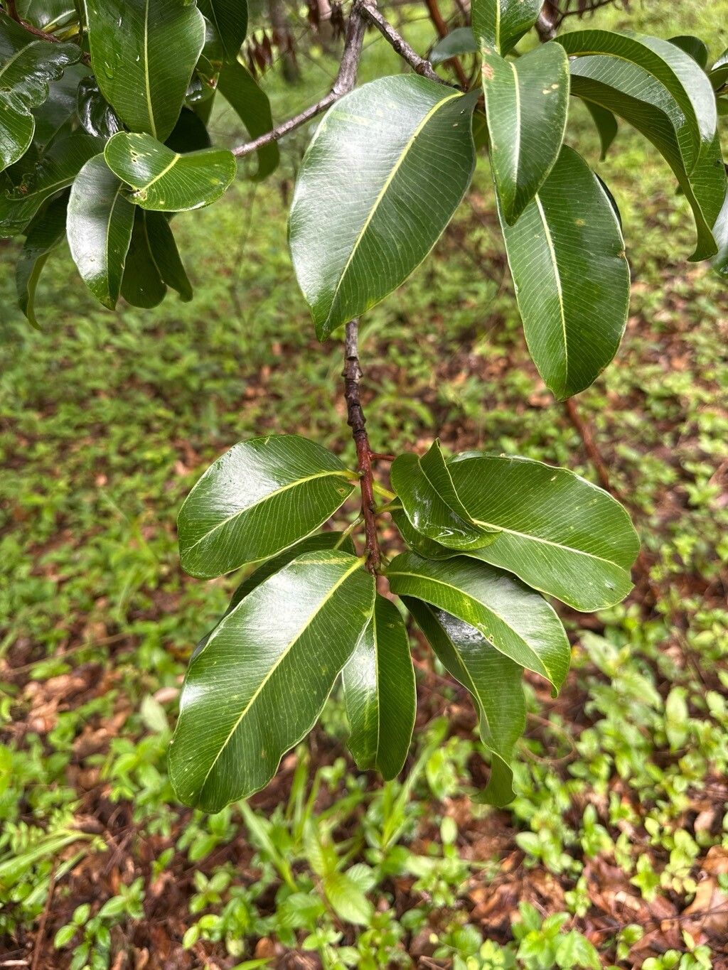 Bacuri do Amazonas