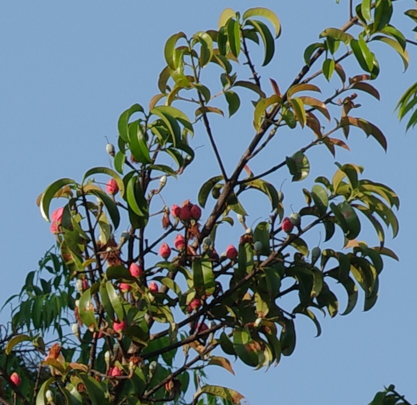 Bacuri do Amazonas