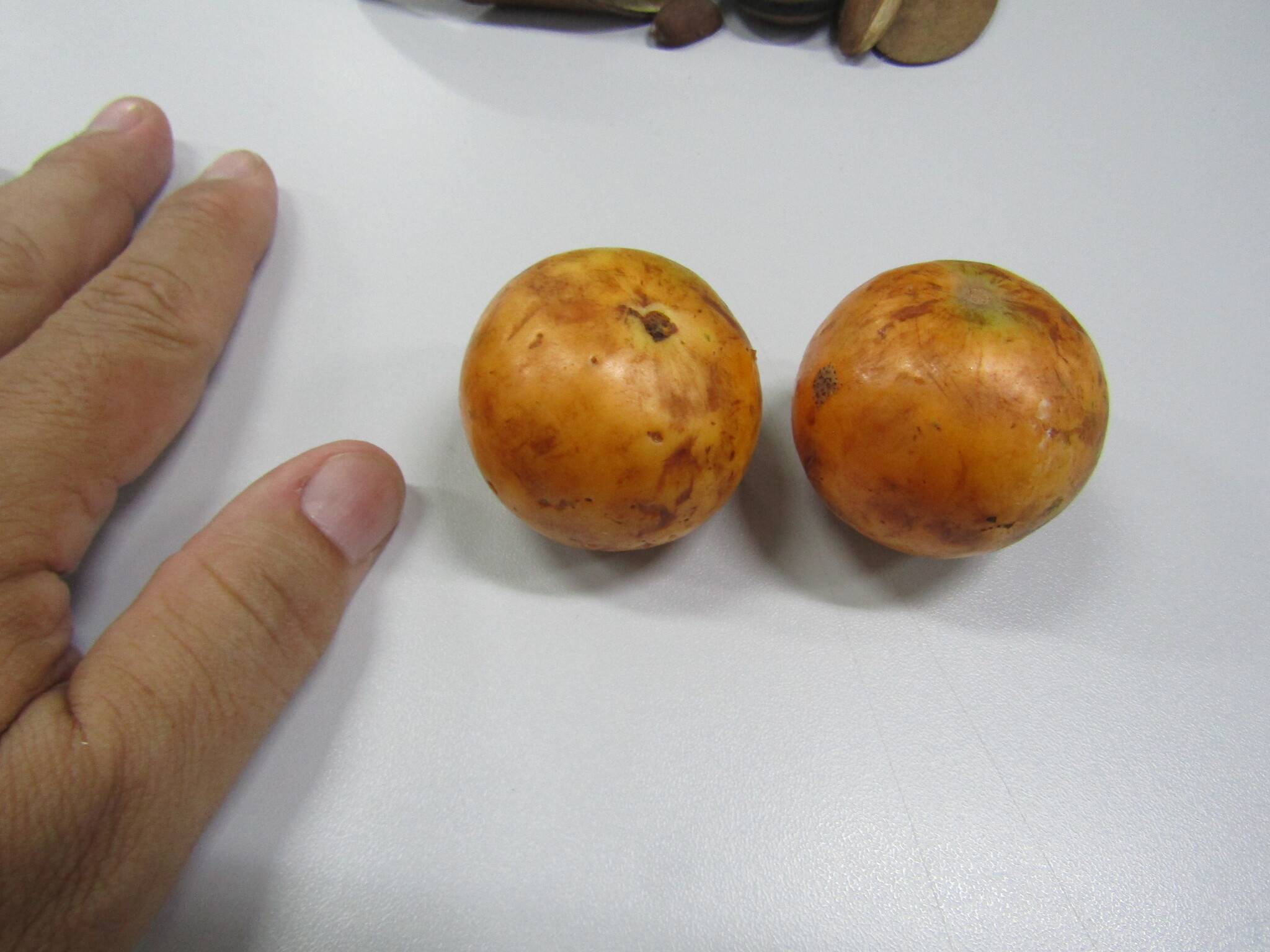 Cambucá Verdadeiro