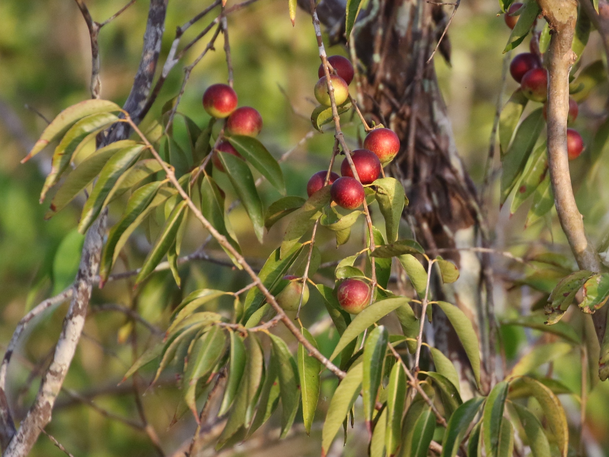 Camu-camu