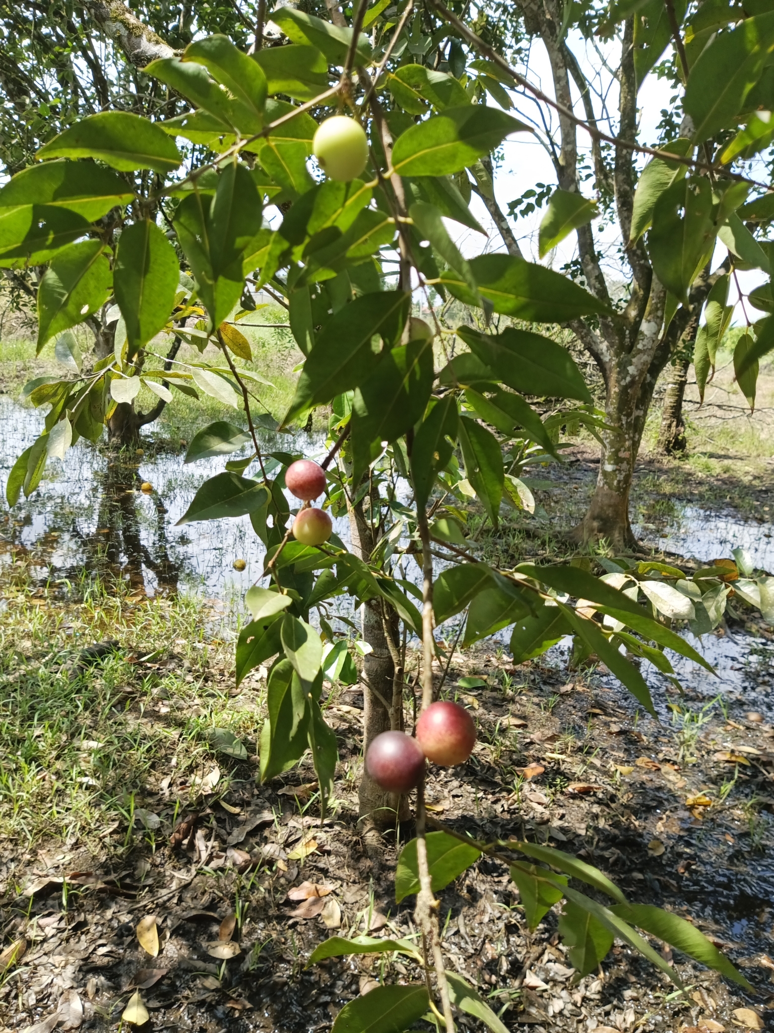 Camu-camu