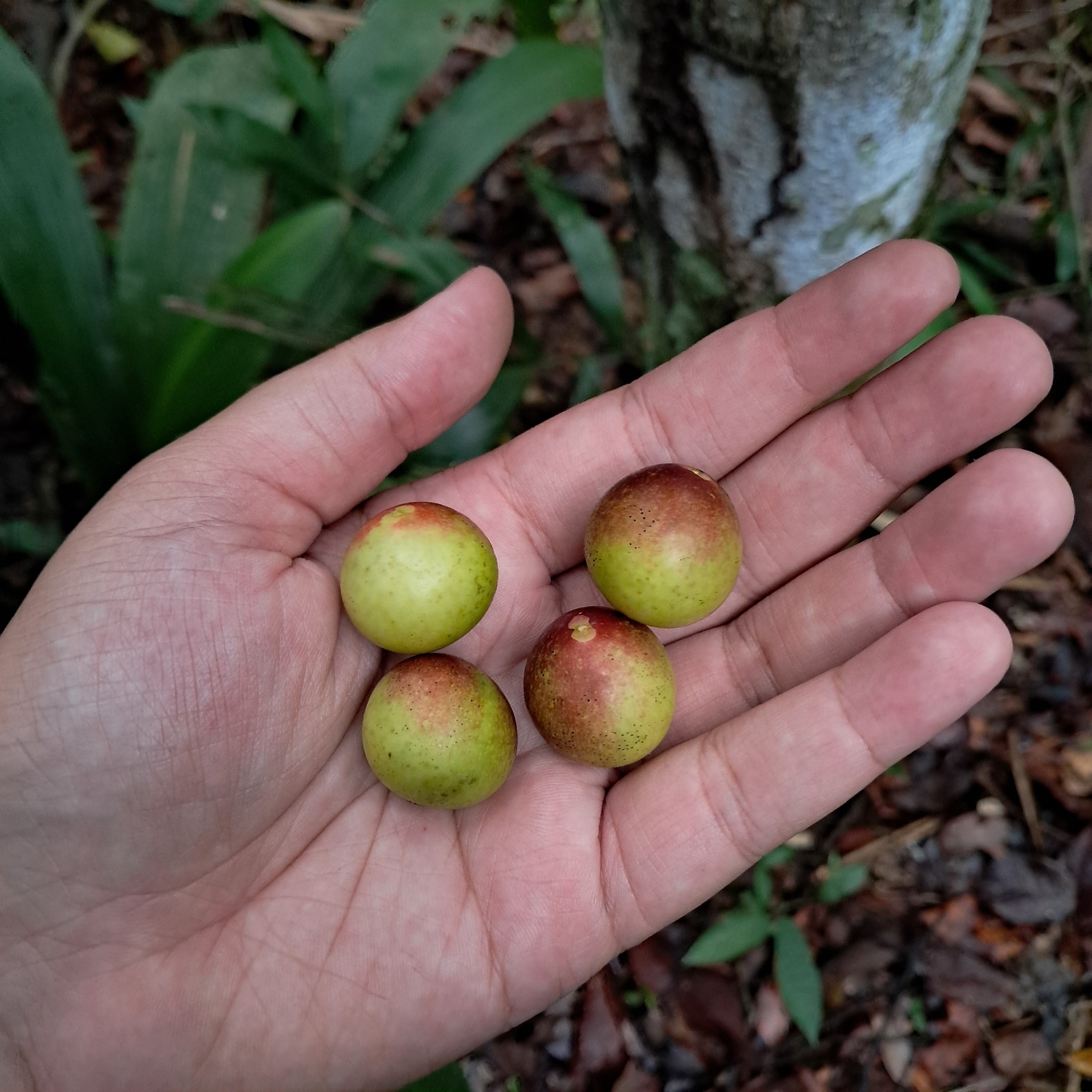 Camu-camu