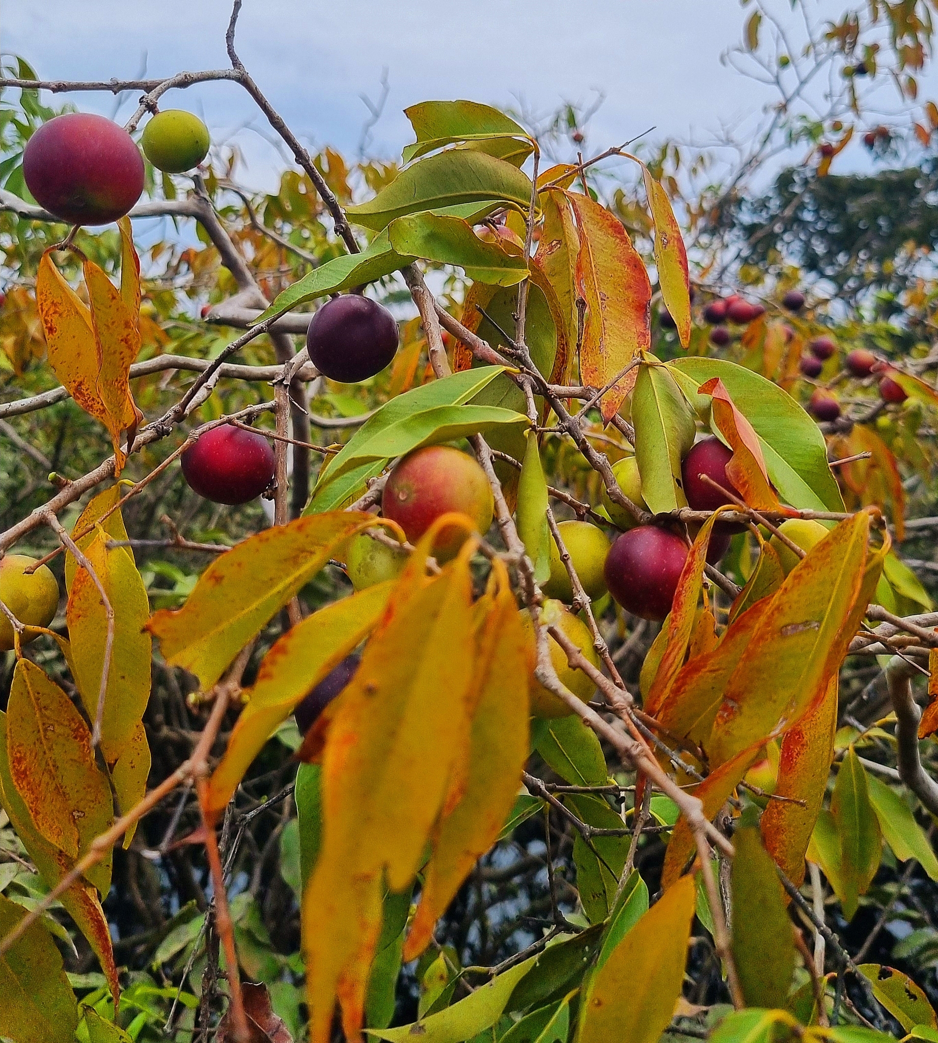 Camu-camu