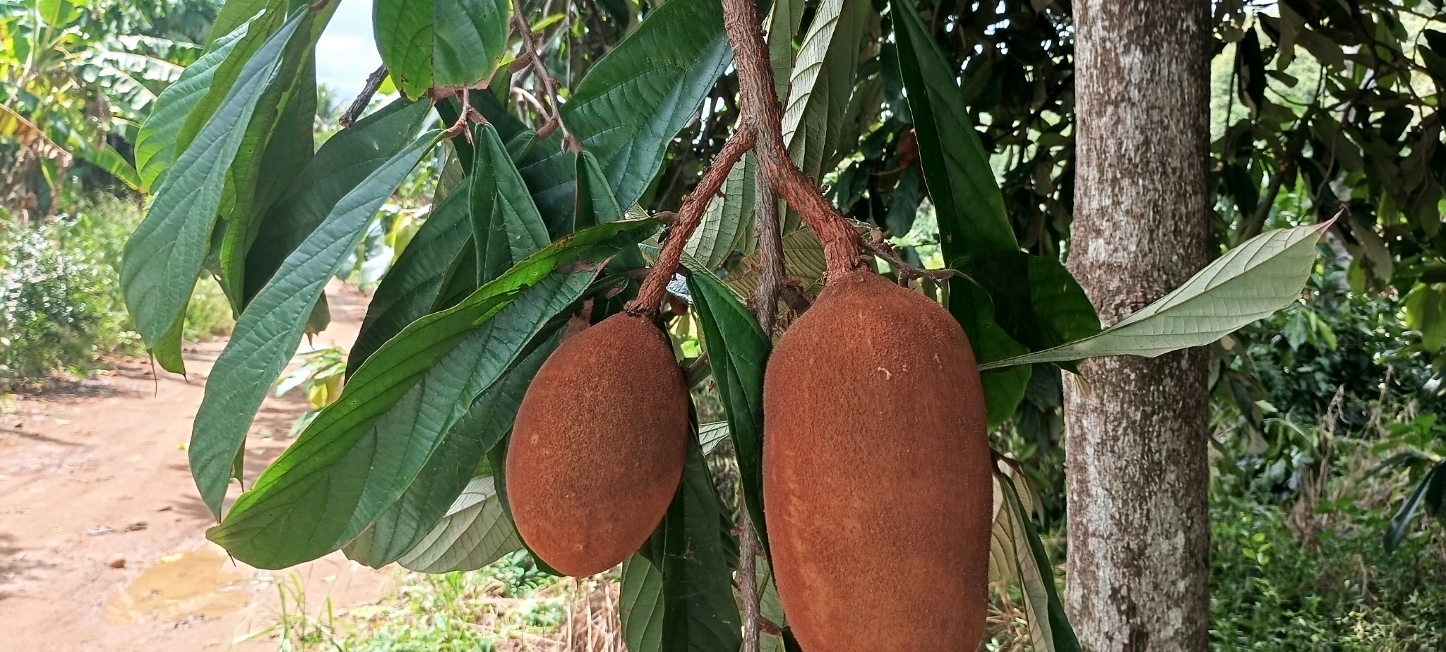 Cupuaçuzeiro