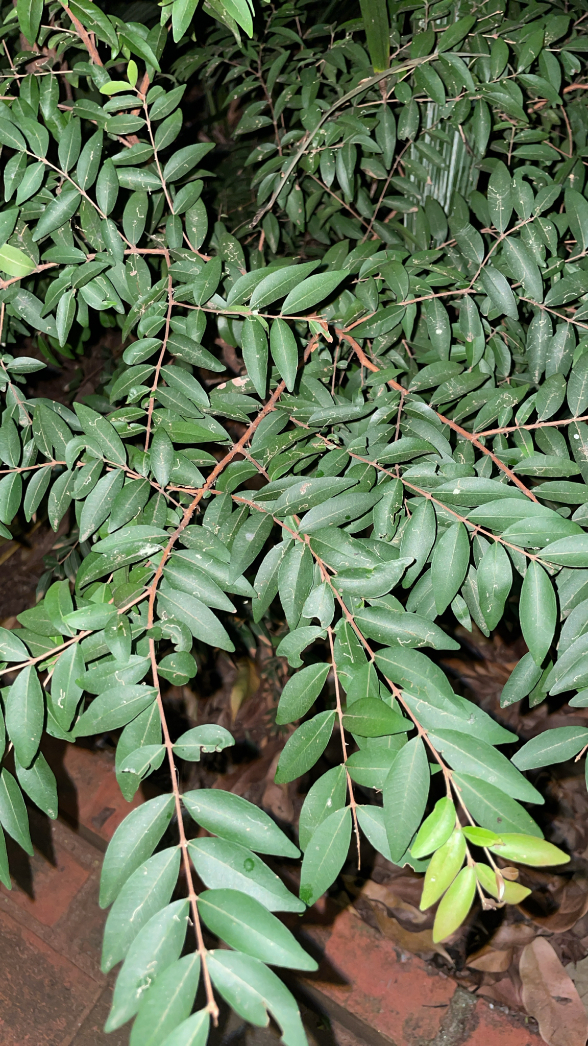Uvalha / Uvaia