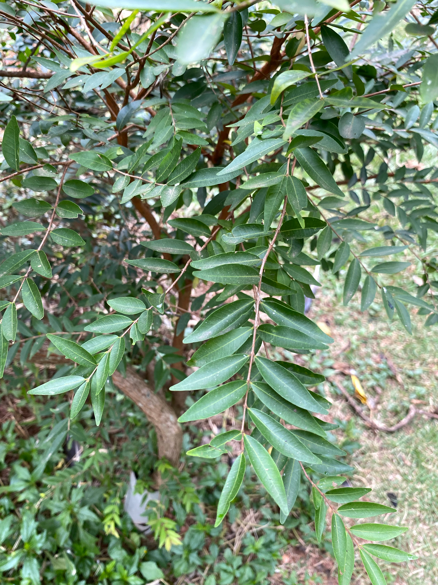Uvalha / Uvaia