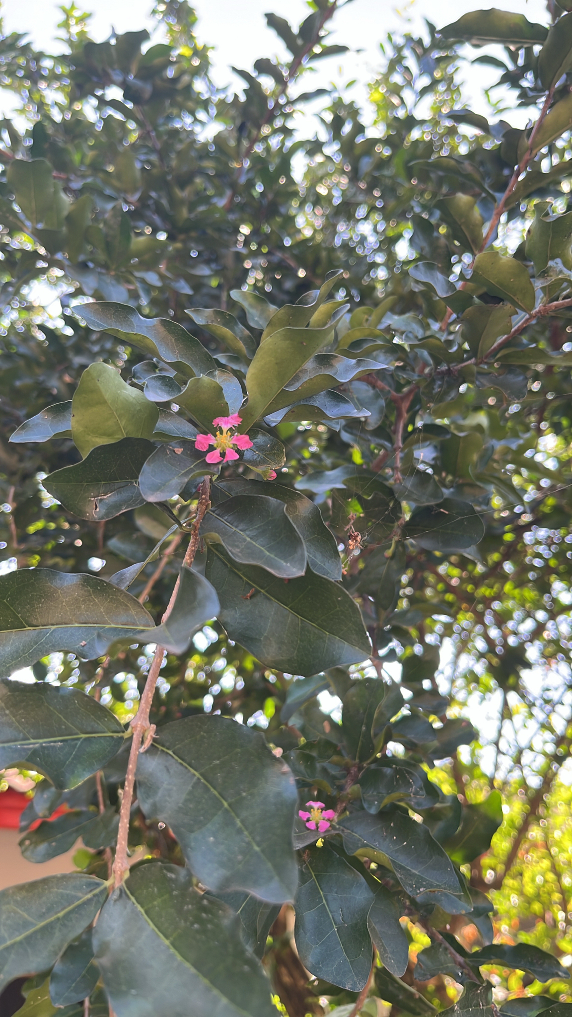 Acerola Gigante