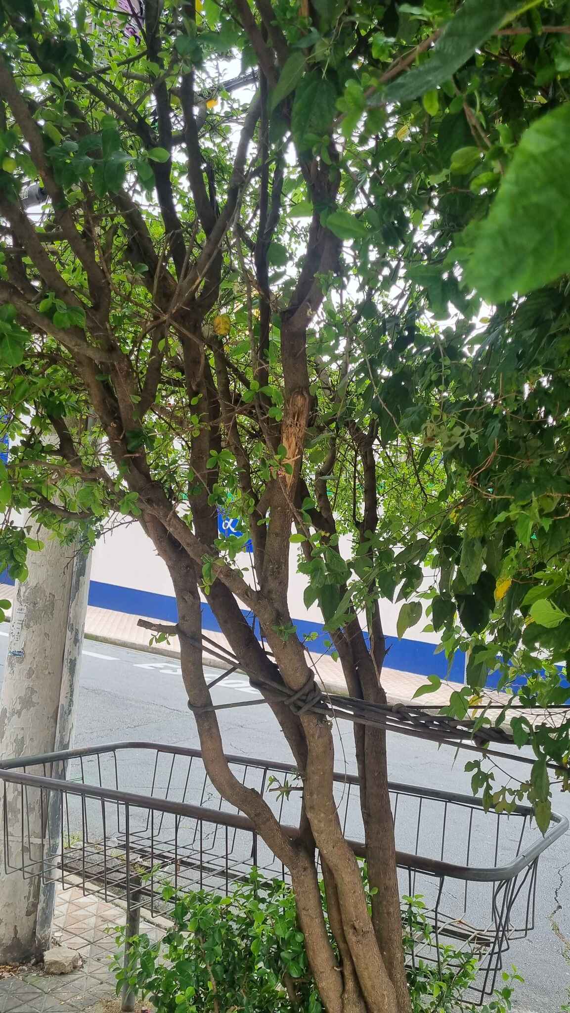 Acerola Gigante
