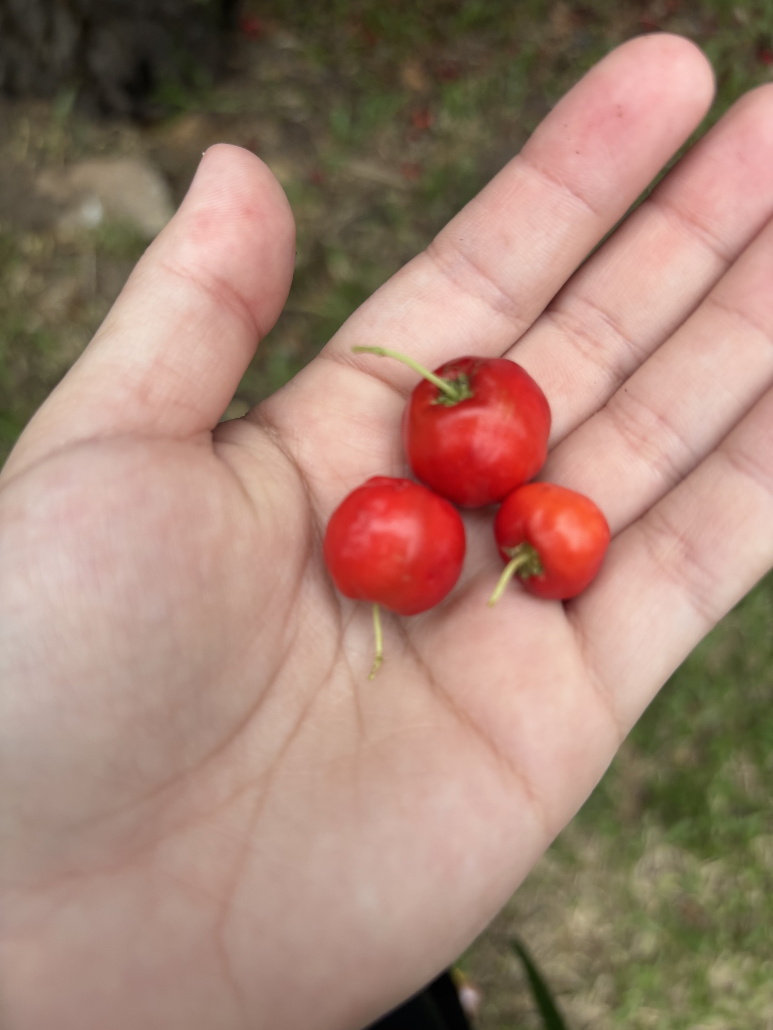 Acerola Gigante