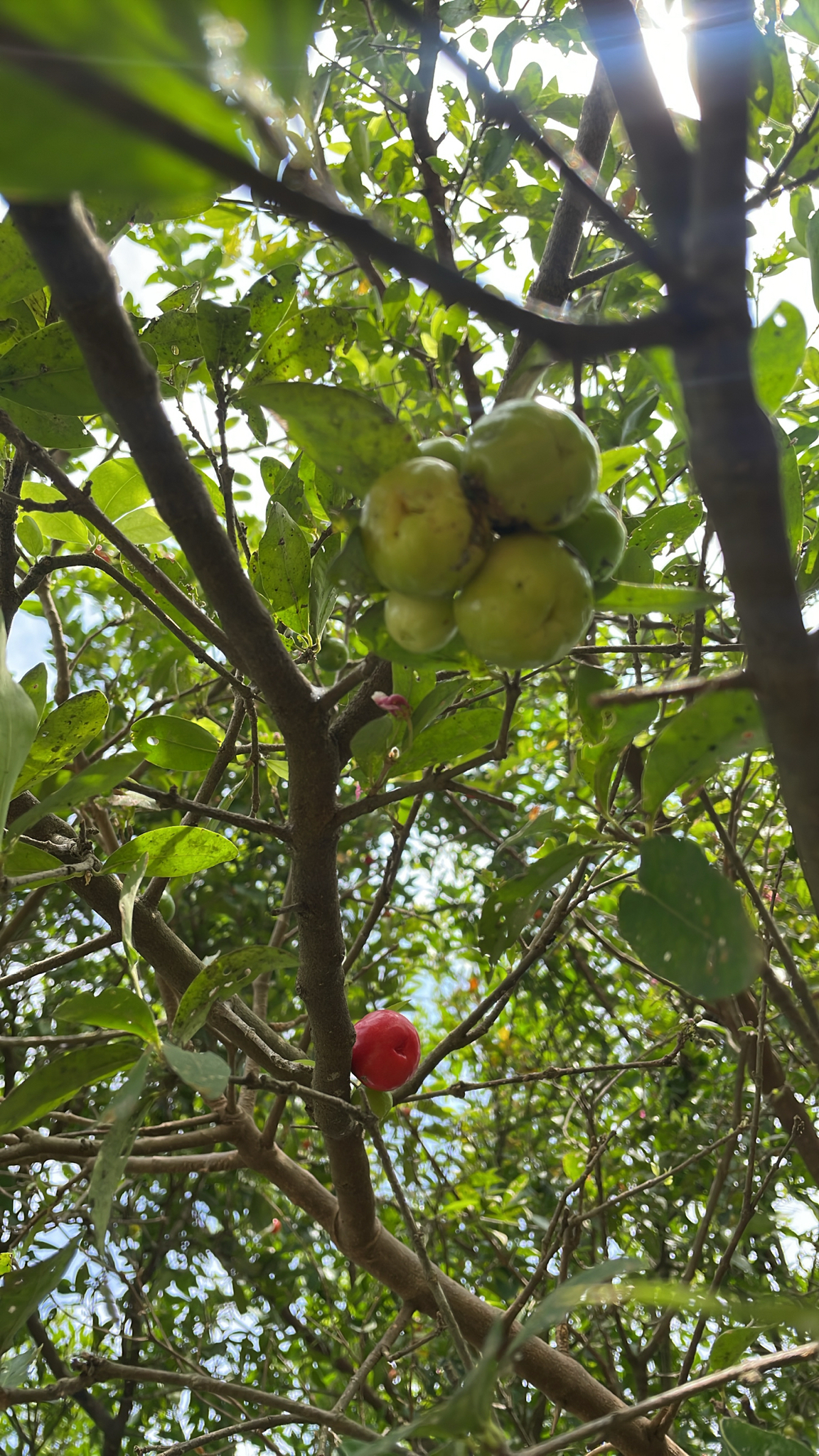Acerola Gigante