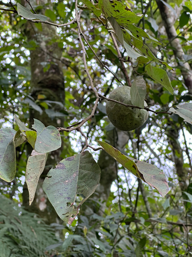Atemoia