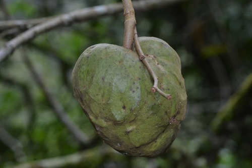 Atemoia