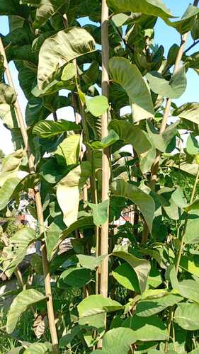 Atemoia
