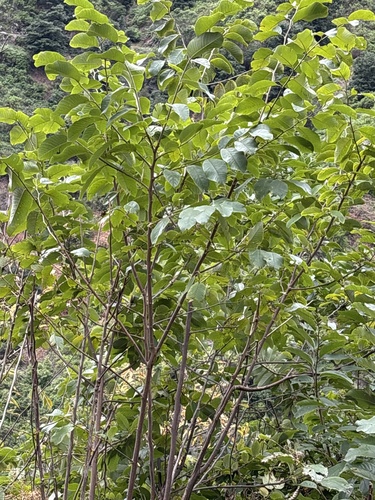 Atemoia