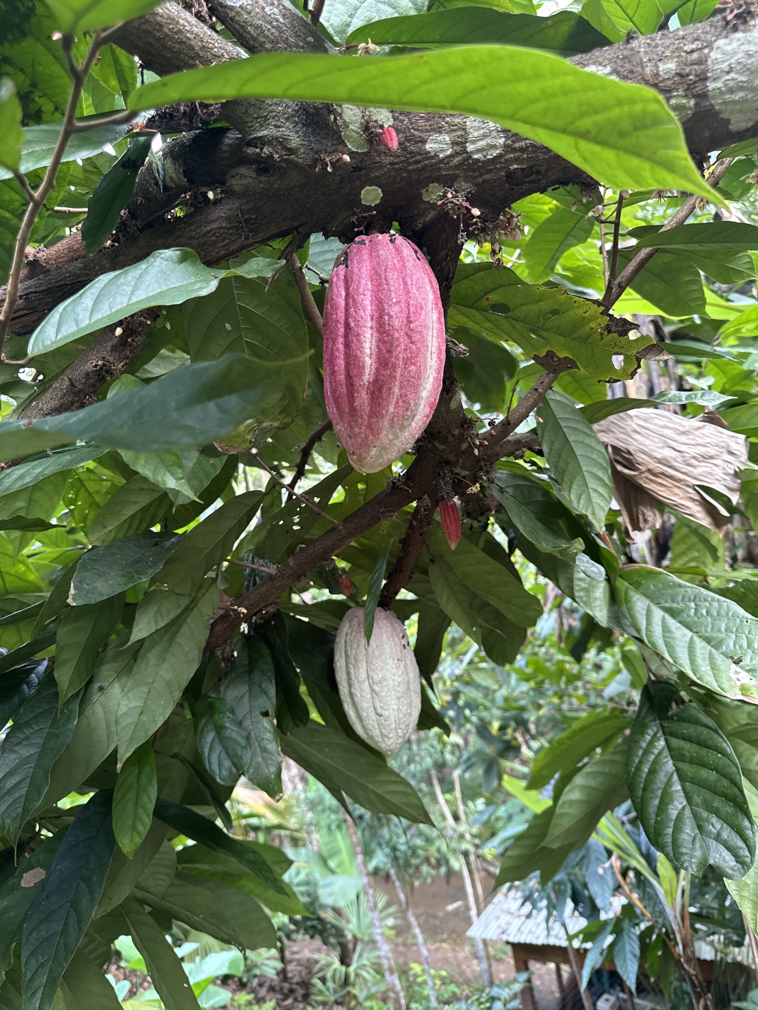 Cacaueiro