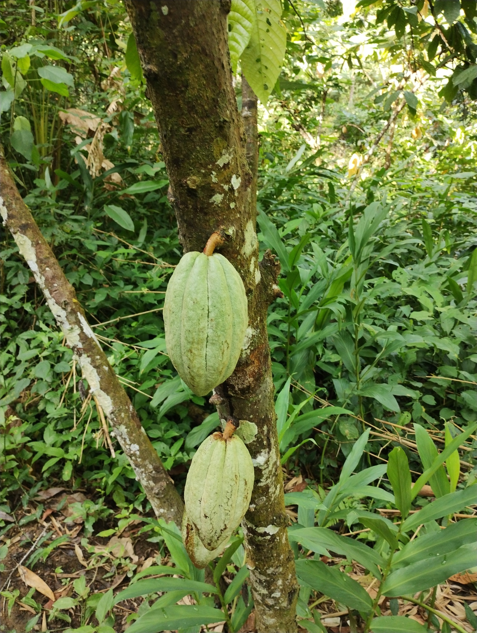 Cacaueiro
