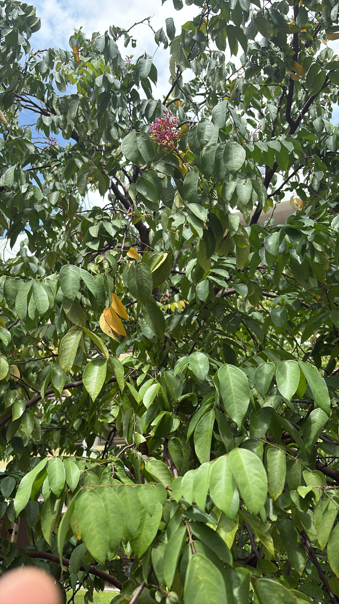 Caramboleira Doce