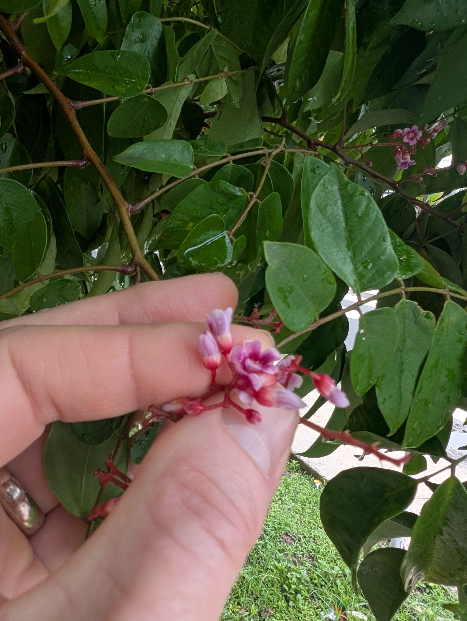 Caramboleira Doce