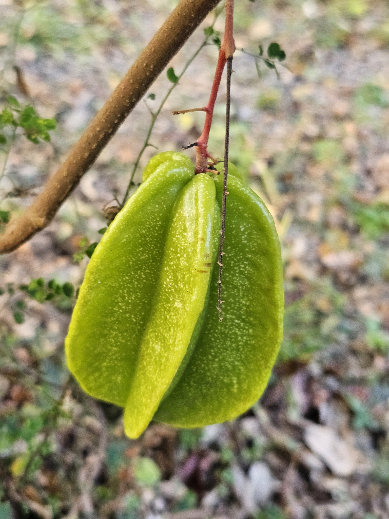 Caramboleira Doce