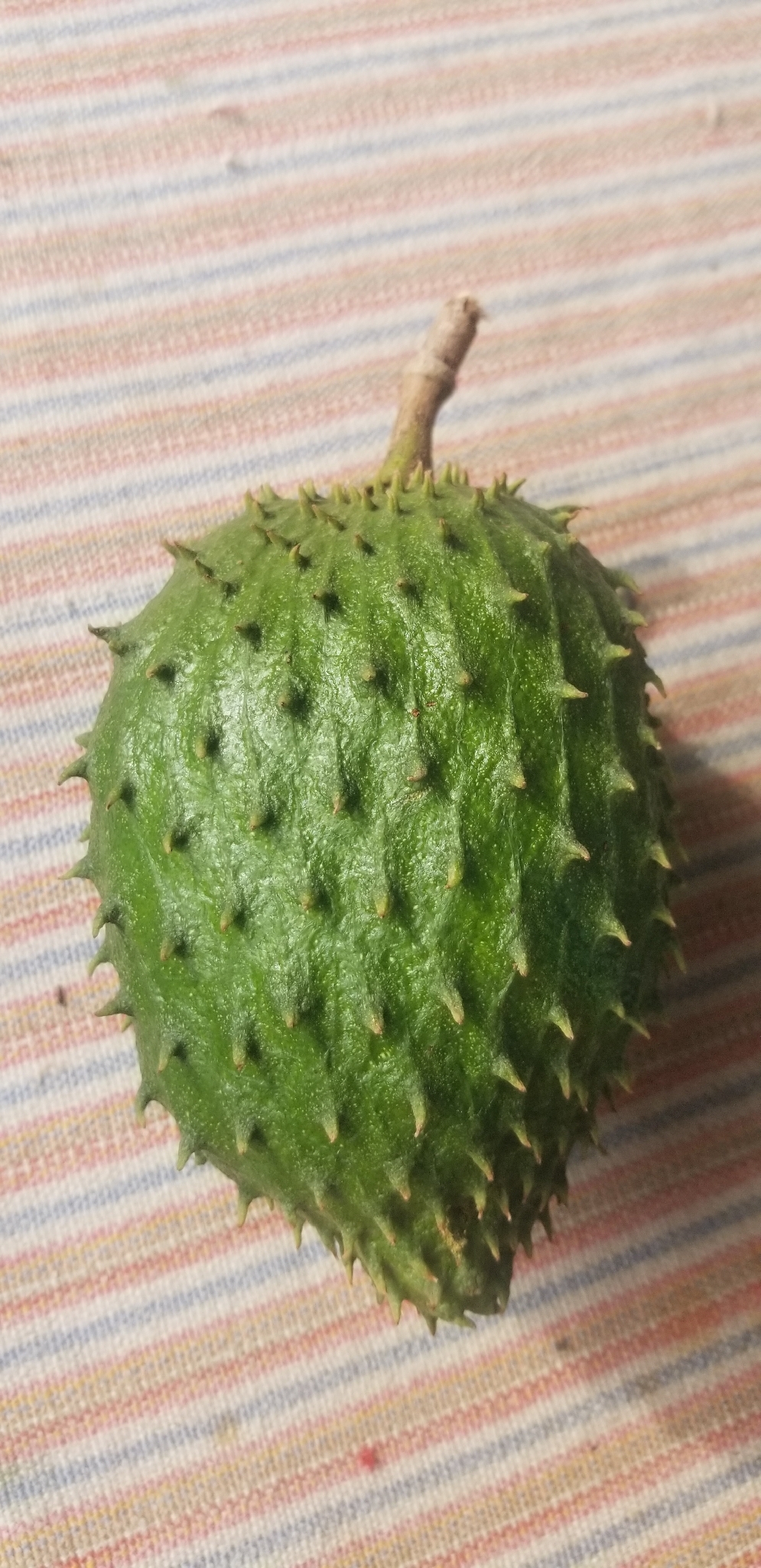 Gravioleira