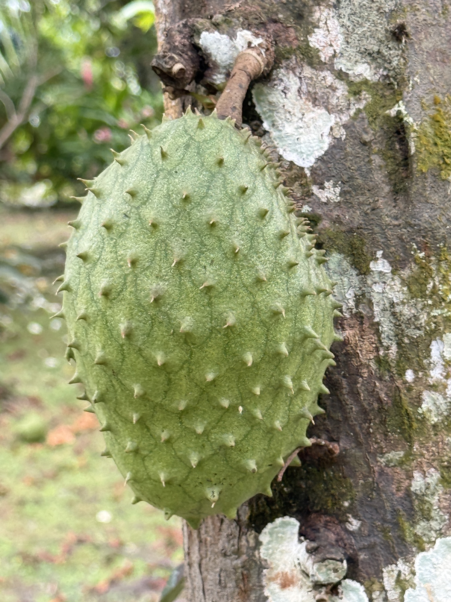 Gravioleira