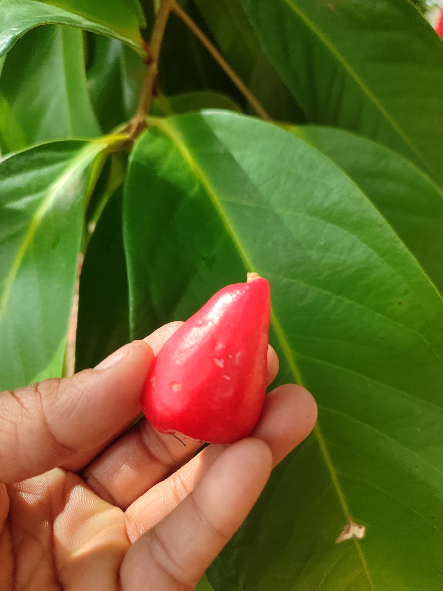 Jambo Vermelho