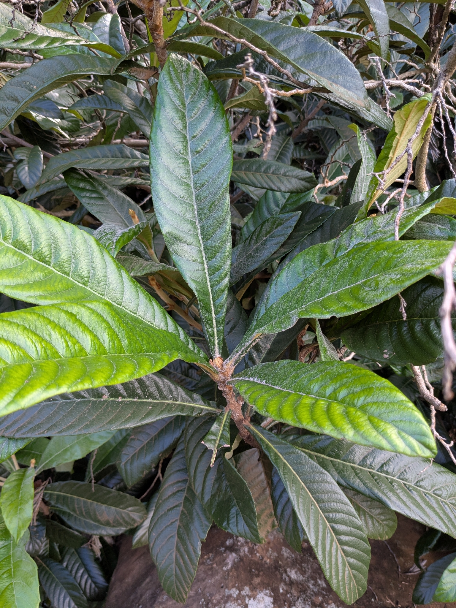 Nespereira