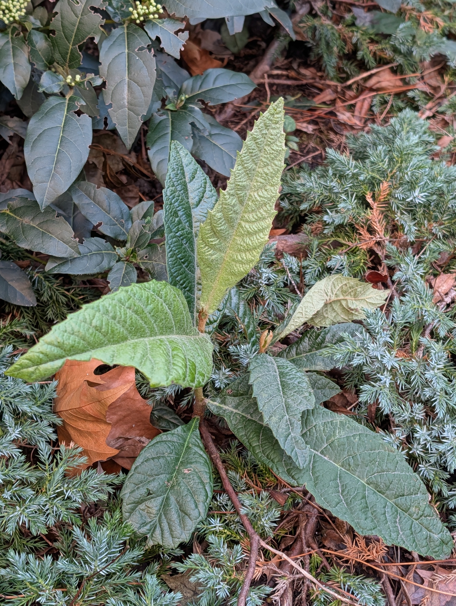 Nespereira