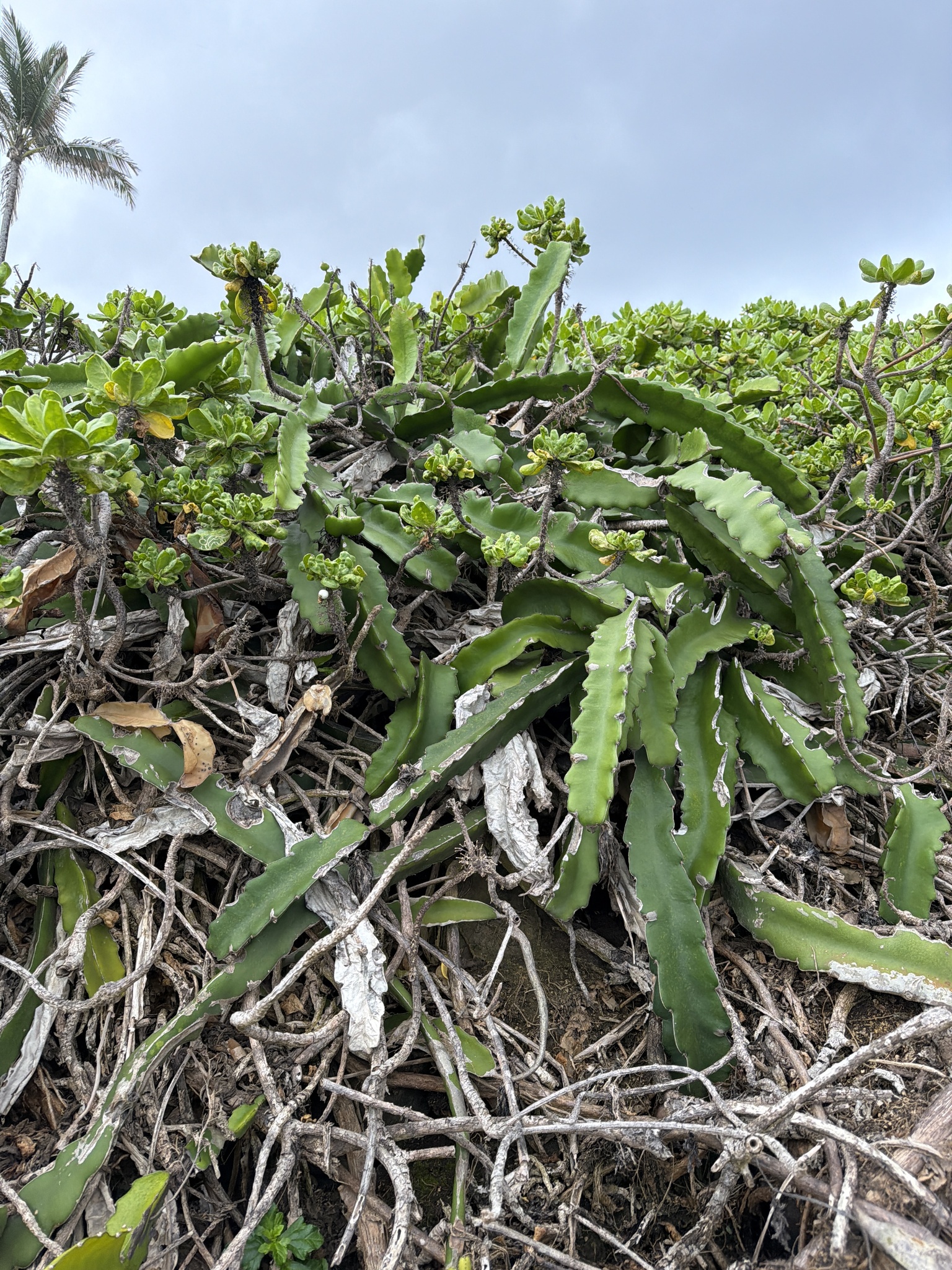 Pitaya Vermelha de Polpa Branca