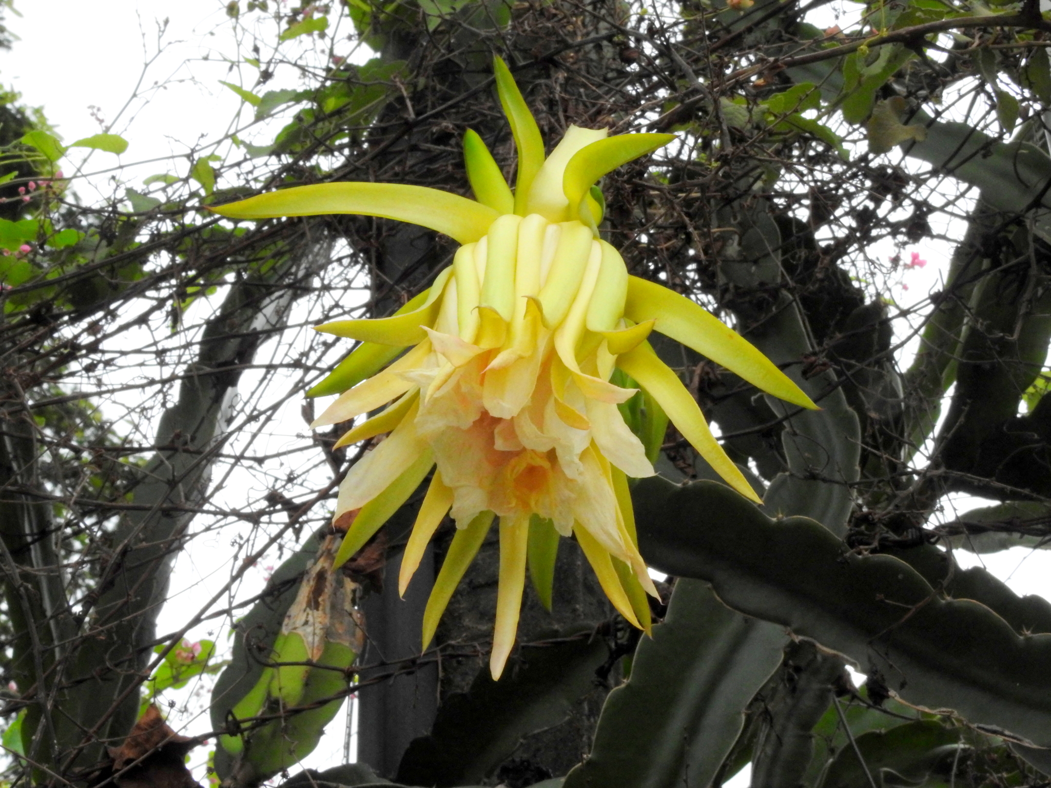 Pitaya Vermelha de Polpa Branca