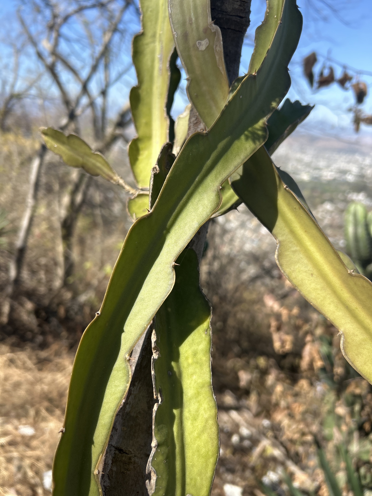Pitaya Vermelha de Polpa Branca