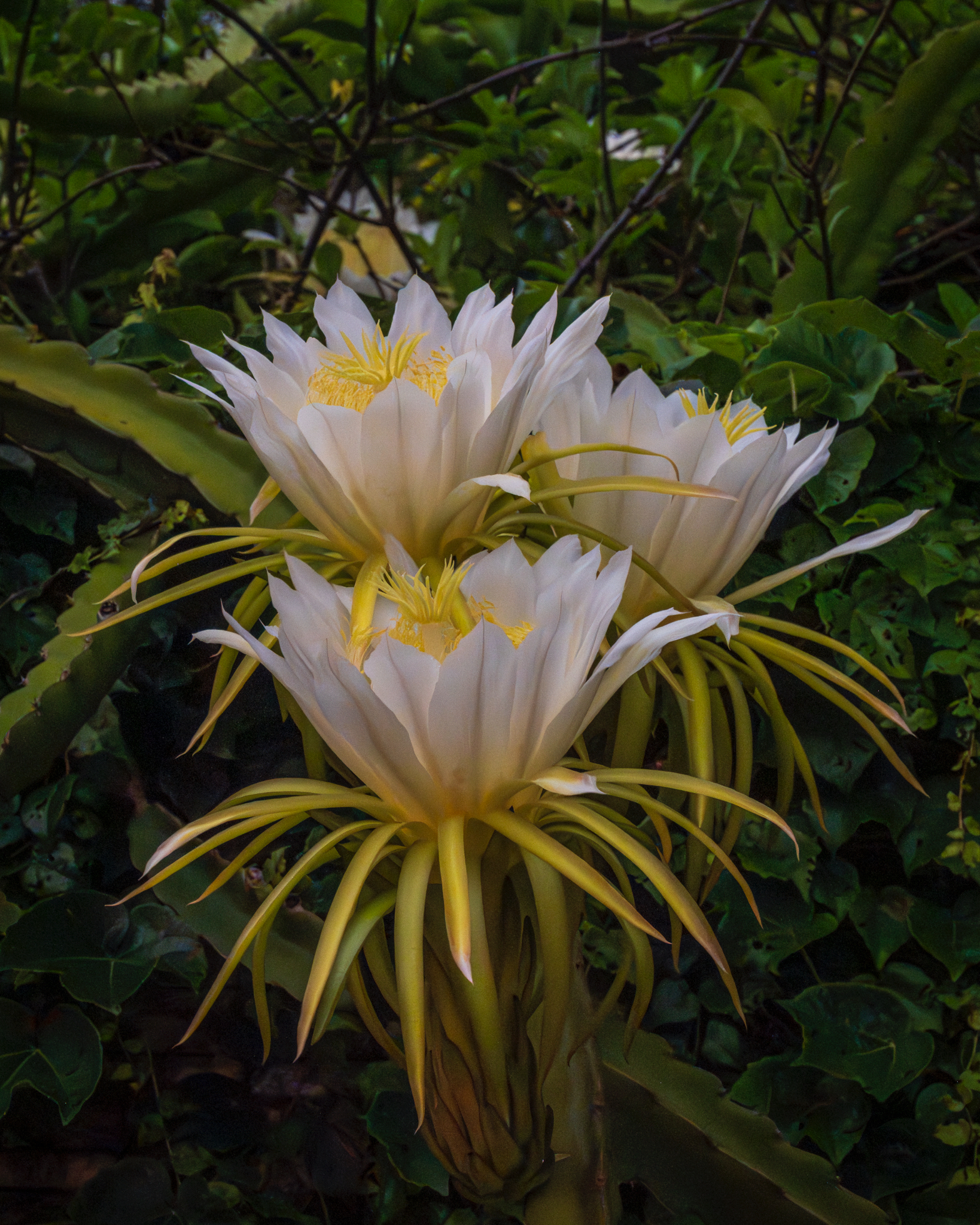 Pitaya Vermelha de Polpa Branca