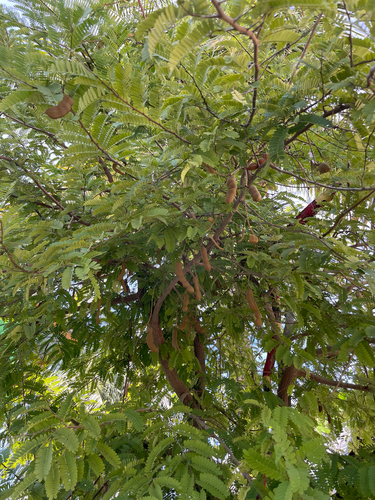 Tamarindeiro