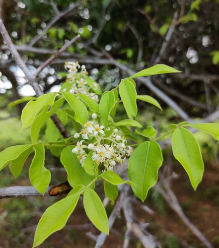 Umbuzeiro