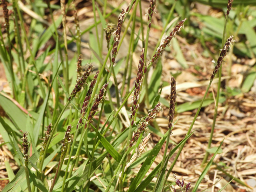 Grama Esmeralda