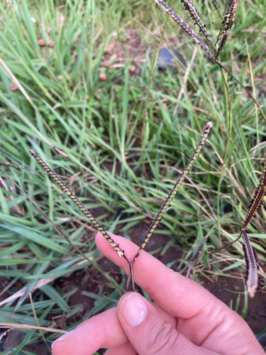 Grama Batatais