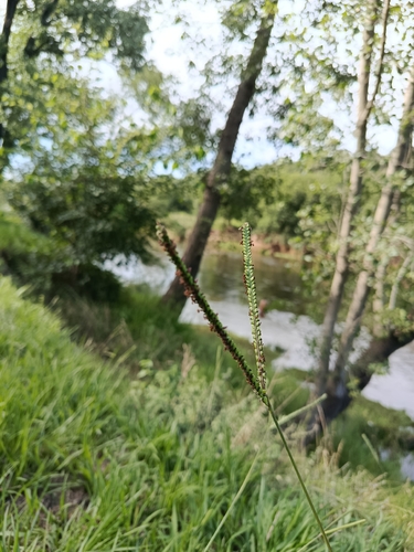 Grama Batatais